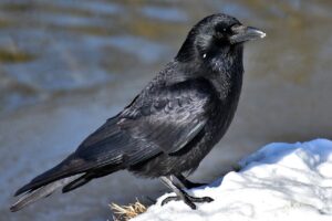 raven symbolism