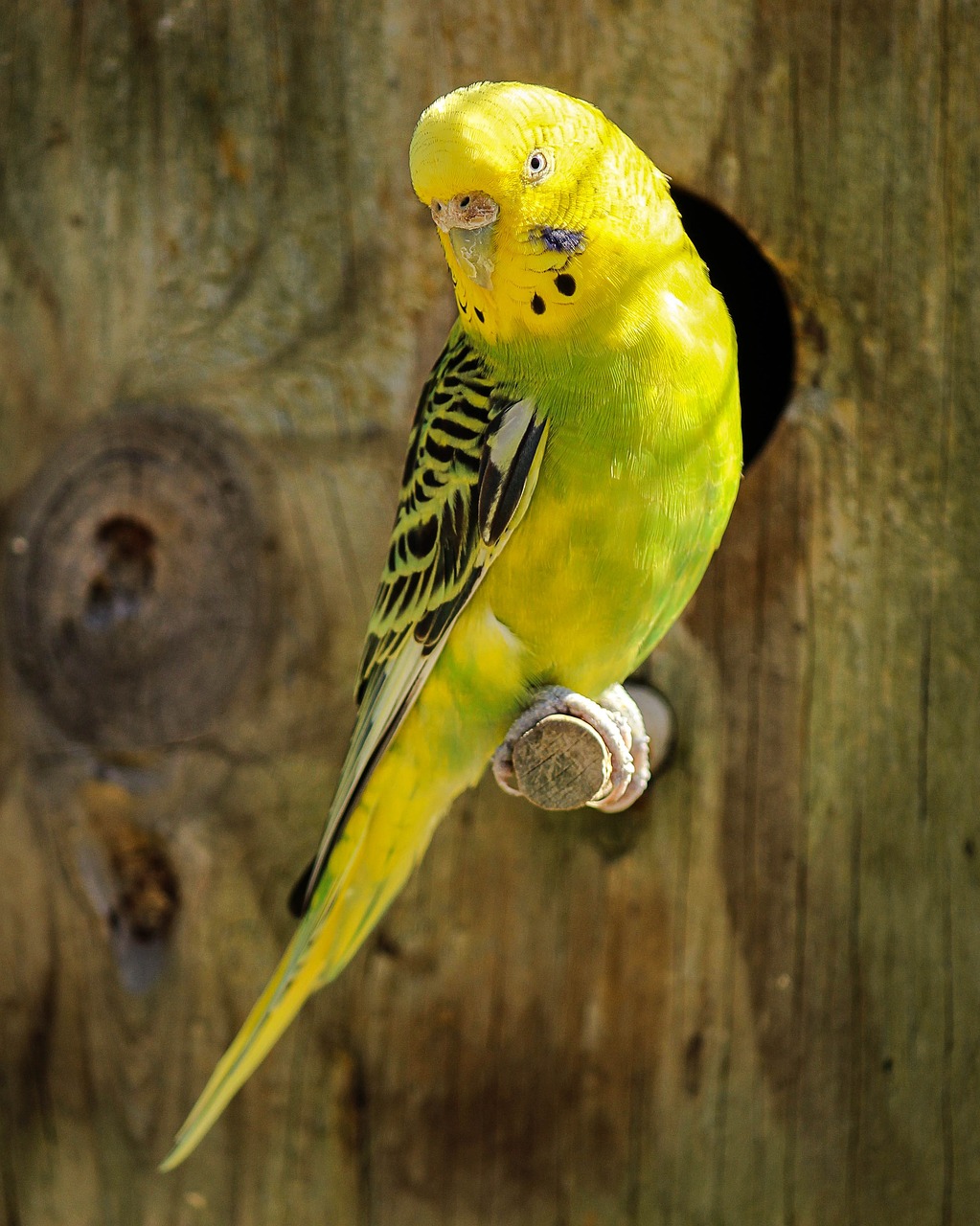 Yellow bird spiritual meaning