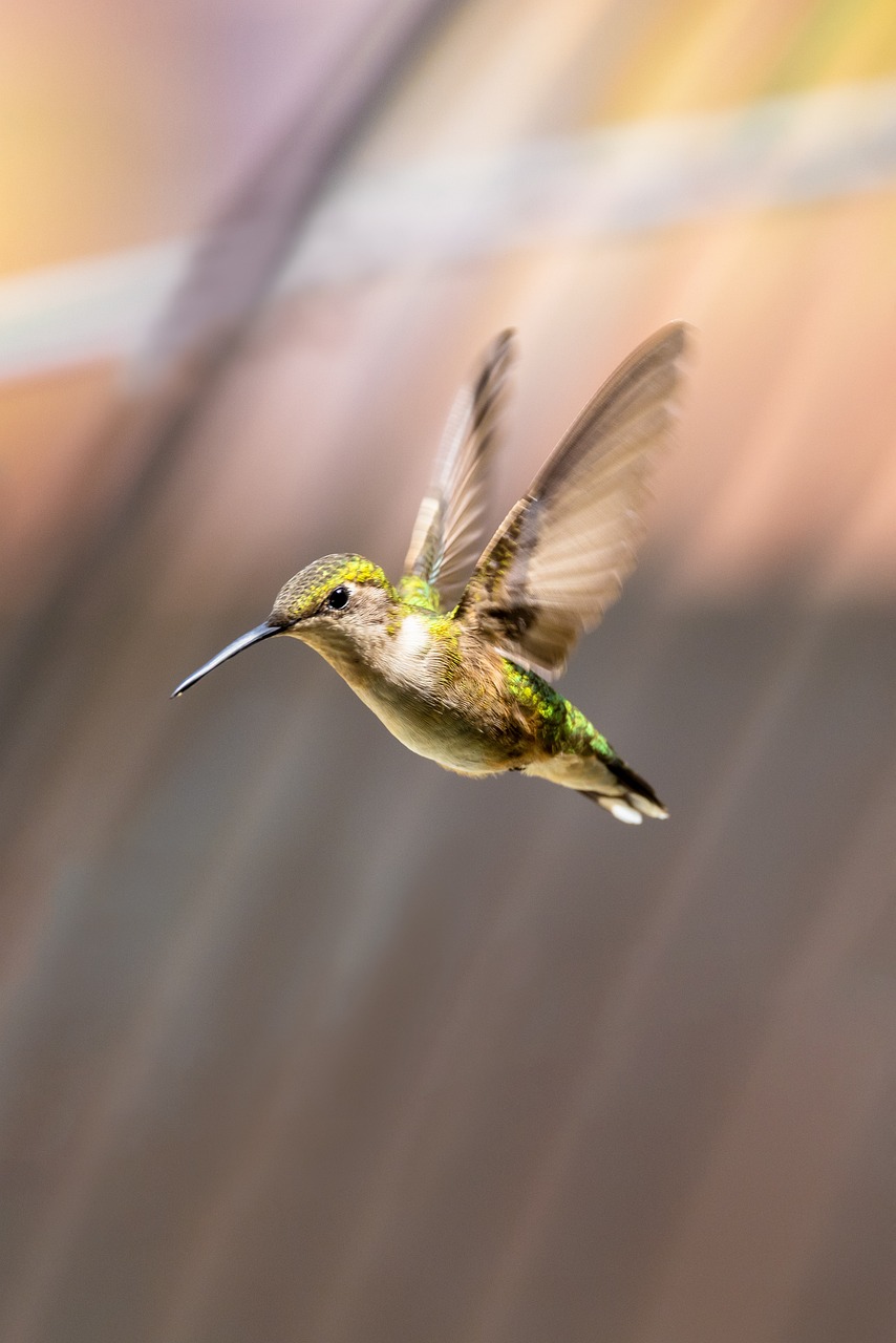hummingbird meaning in the bible